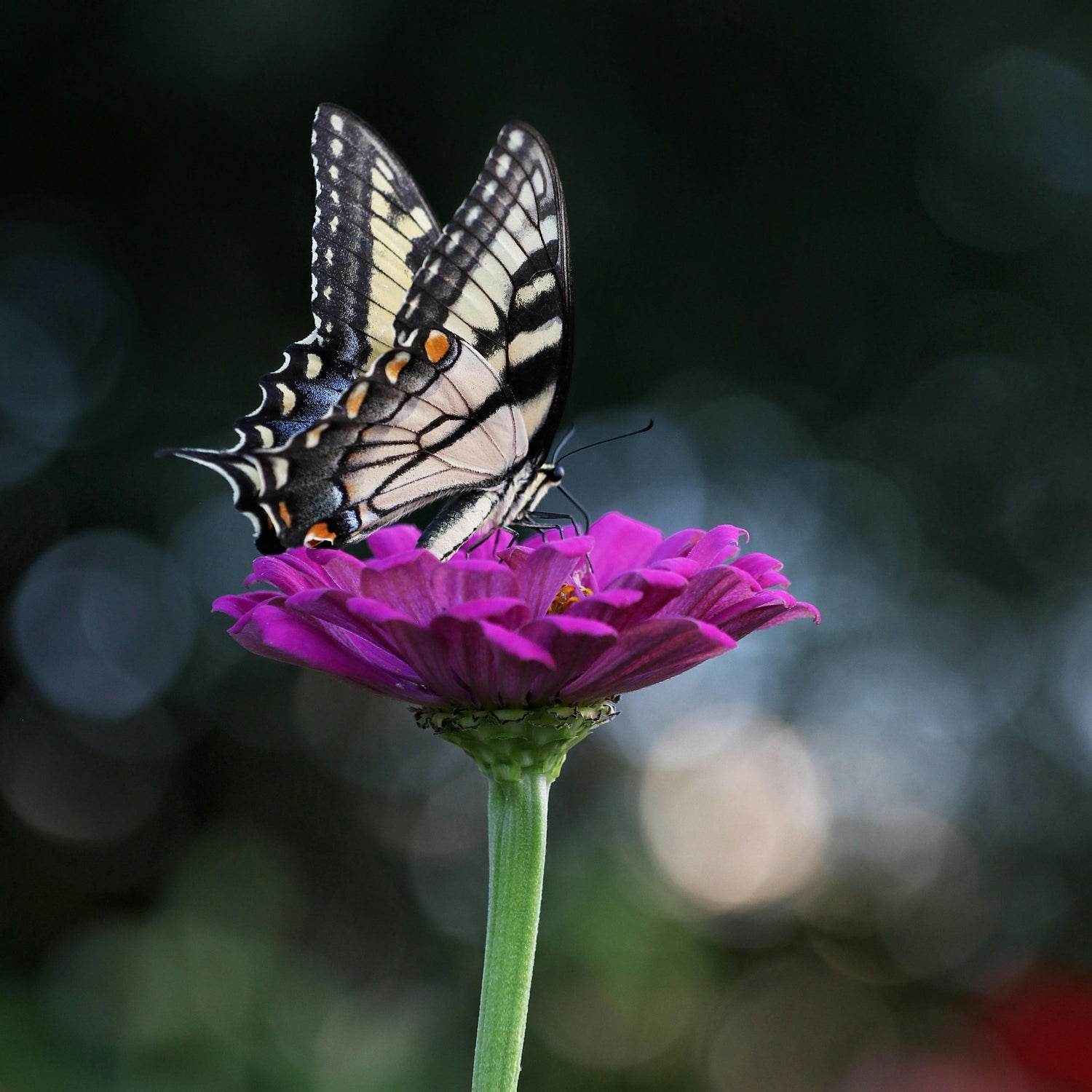 Bright and cheerful spring cookie cutters, eco-friendly, handmade, ideal for seasonal baking, parties, and family fun.