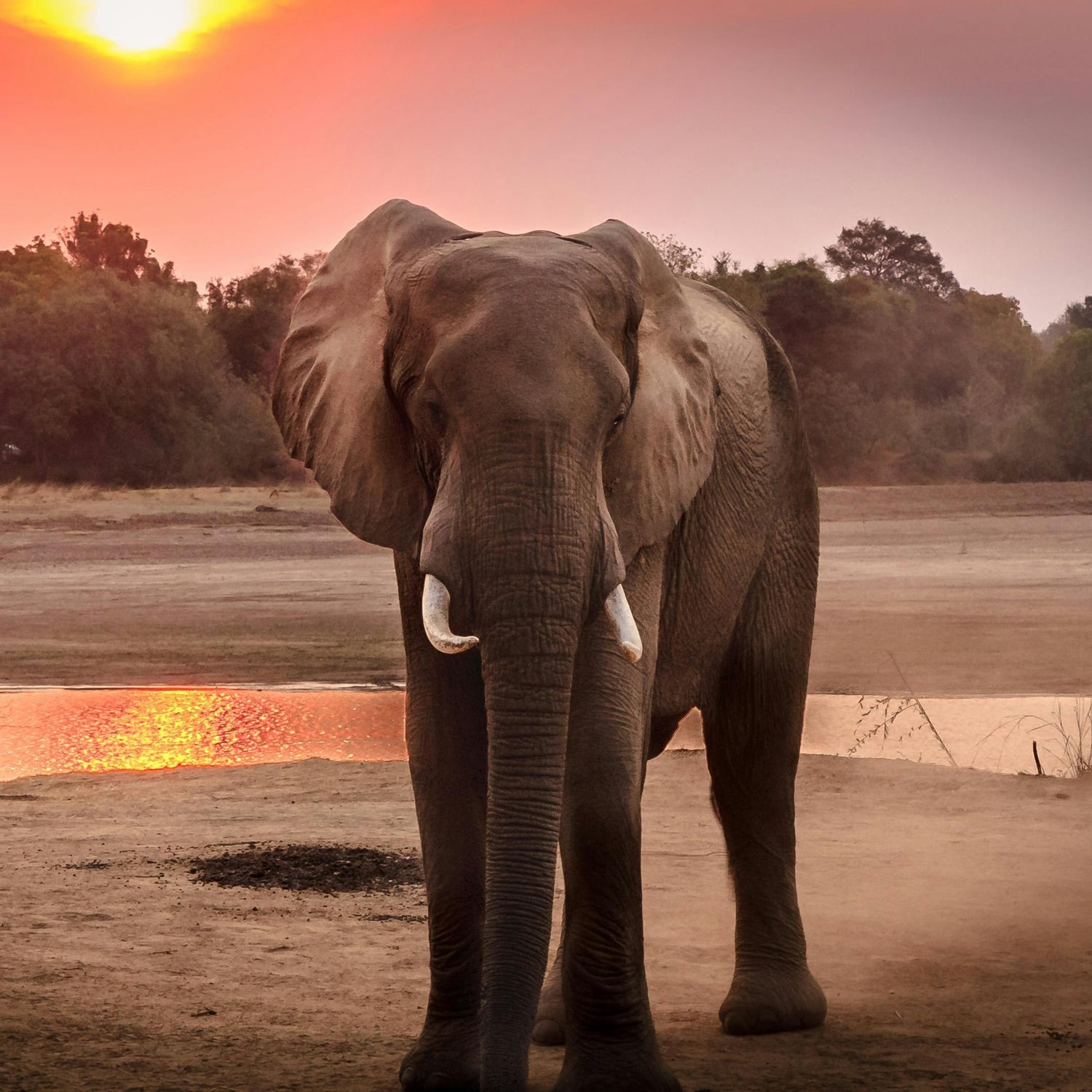 Handmade wildlife and nature keychains in 30 colors. Eco-friendly accessories for outdoor and animal lovers.